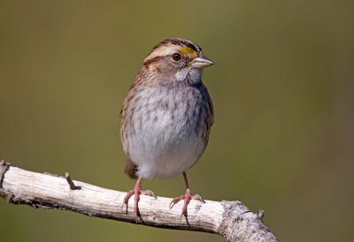 White Throated Sparrow