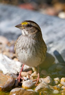 White Throated Sparrow