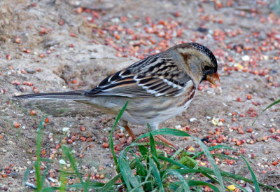 Harris's Sparrow