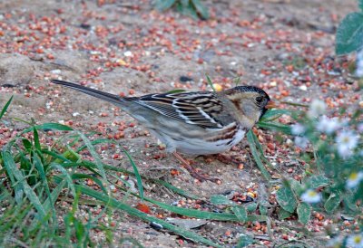 Harris's Sparrow