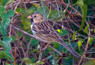 Harris's Sparrow