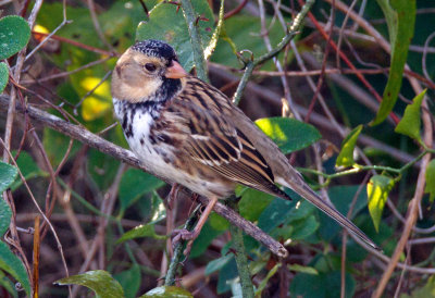 Harris's Sparrow