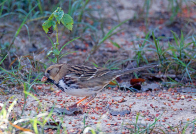 Harris's Sparrow