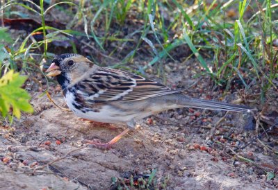 Harris's Sparrow