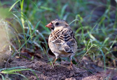 Harris's Sparrow