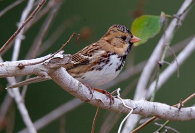 Harris's Sparrow