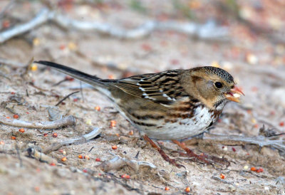 Harris's Sparrow