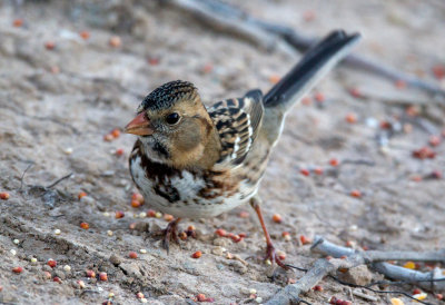 Harris's Sparrow