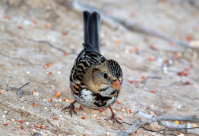 Harris's Sparrow