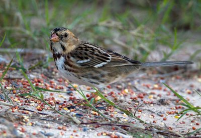 Harris's Sparrow