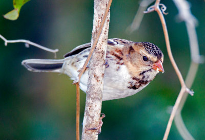 Harris's Sparrow