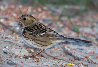 Harris's Sparrow