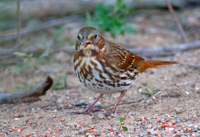 Fox Sparrow