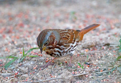 Fox Sparrow