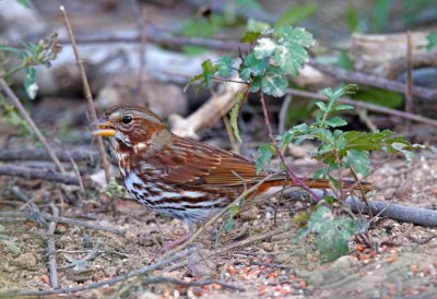 Fox Sparrow