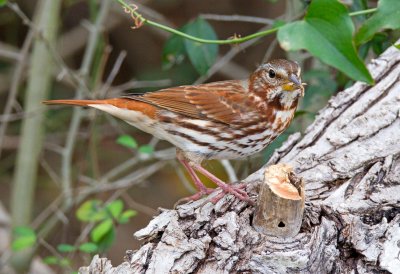 Fox Sparrow