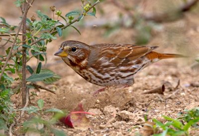 Fox Sparrow