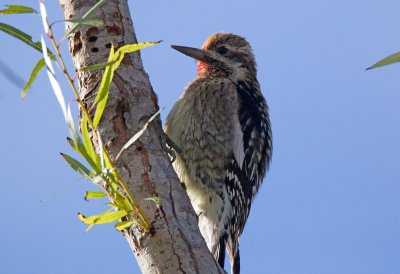 Yellow Bellied Sapsucker (Juvenile)