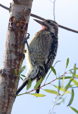 Yellow Bellied Sapsucker (Juvenile)