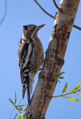 Yellow Bellied Sapsucker (Juvenile)