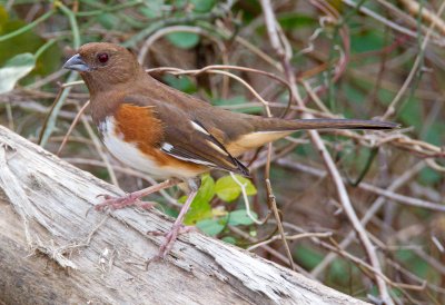 Eastern Towhee