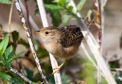 Sedge Wren