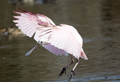 Roseate Spoonbill