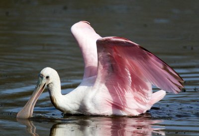 Roseate Spoonbill