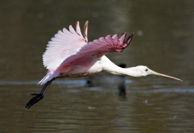 Roseate Spoonbill