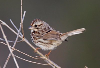 Song Sparrow