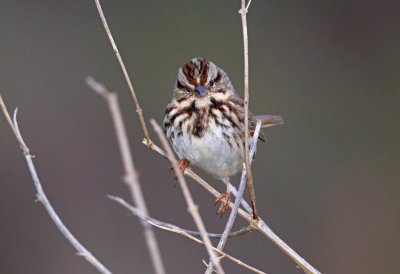 Song Sparrow