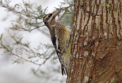 Yellow Bellied Sapsucker