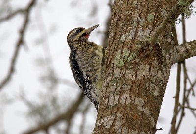 Yellow Bellied Sapsucker