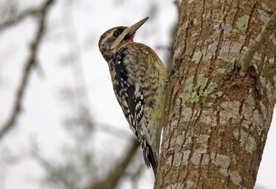 Yellow Bellied Sapsucker