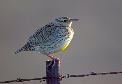 Western Meadowlark