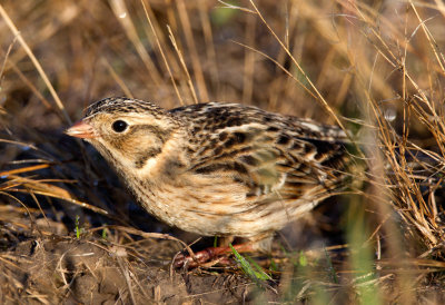 Smith's Longspur