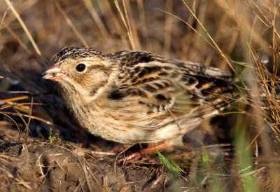 Smith's Longspur