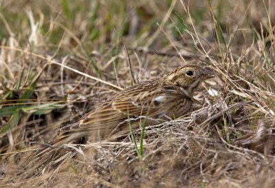 Smith's Longspur