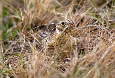 Smith's Longspur