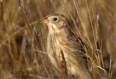 Smith's Longspur