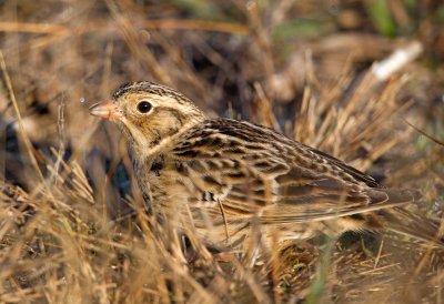 Smith's Longspur