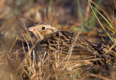 Smith's Longspur