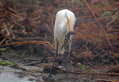 Great White Egret with baby Alligator
