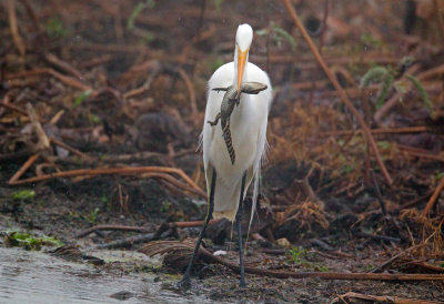 Great White Egret with baby Alligator