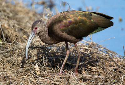 White Faced Ibis