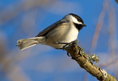 Carolina Chickadee