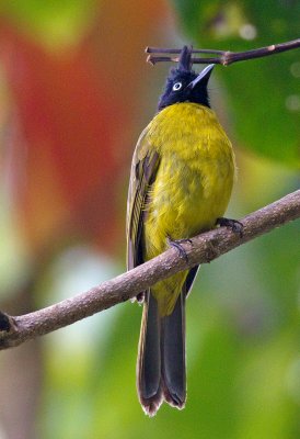 Black Crested Bulbul