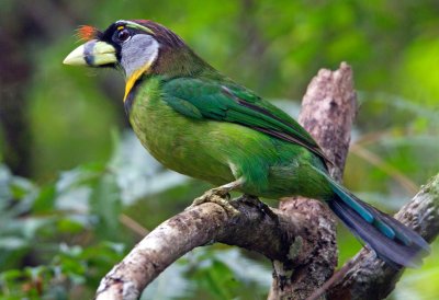 Fire Tufted Barbet