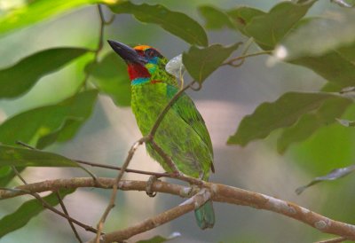 Red Throated Barbet