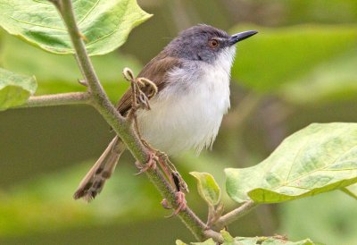 Rufescent Prinia